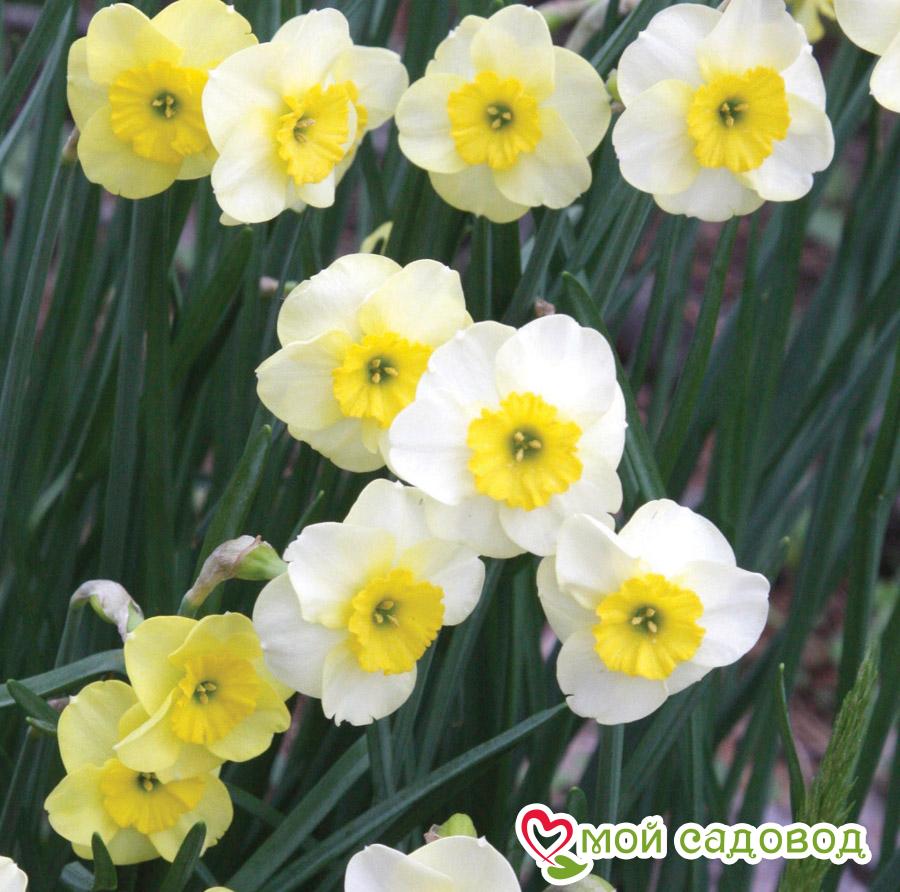 Нарцисс мини Сан Диск