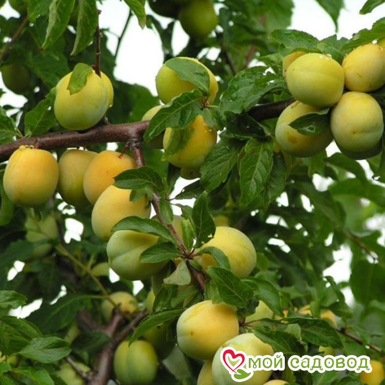 Абрикос Лимонка