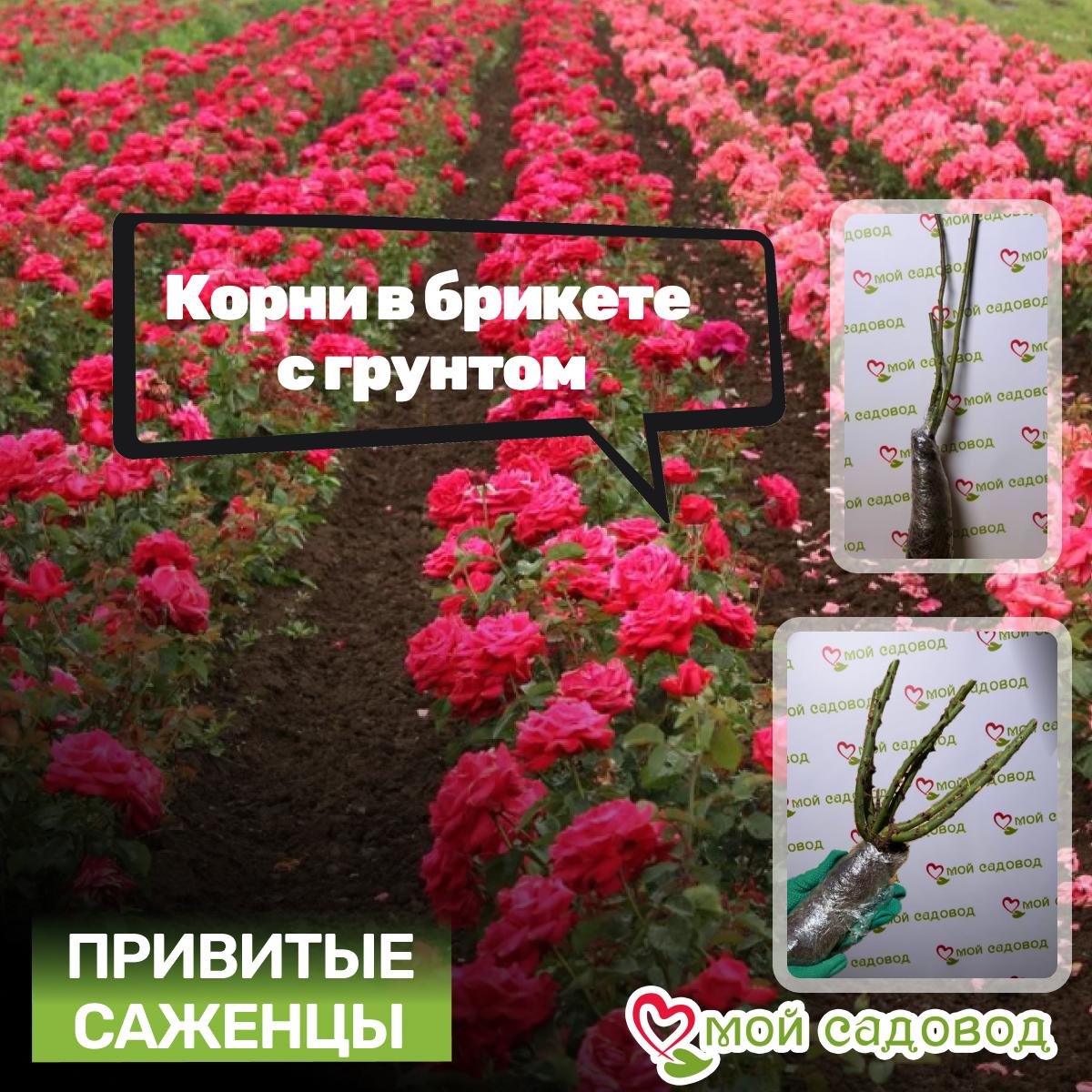 Роза Мими Эден