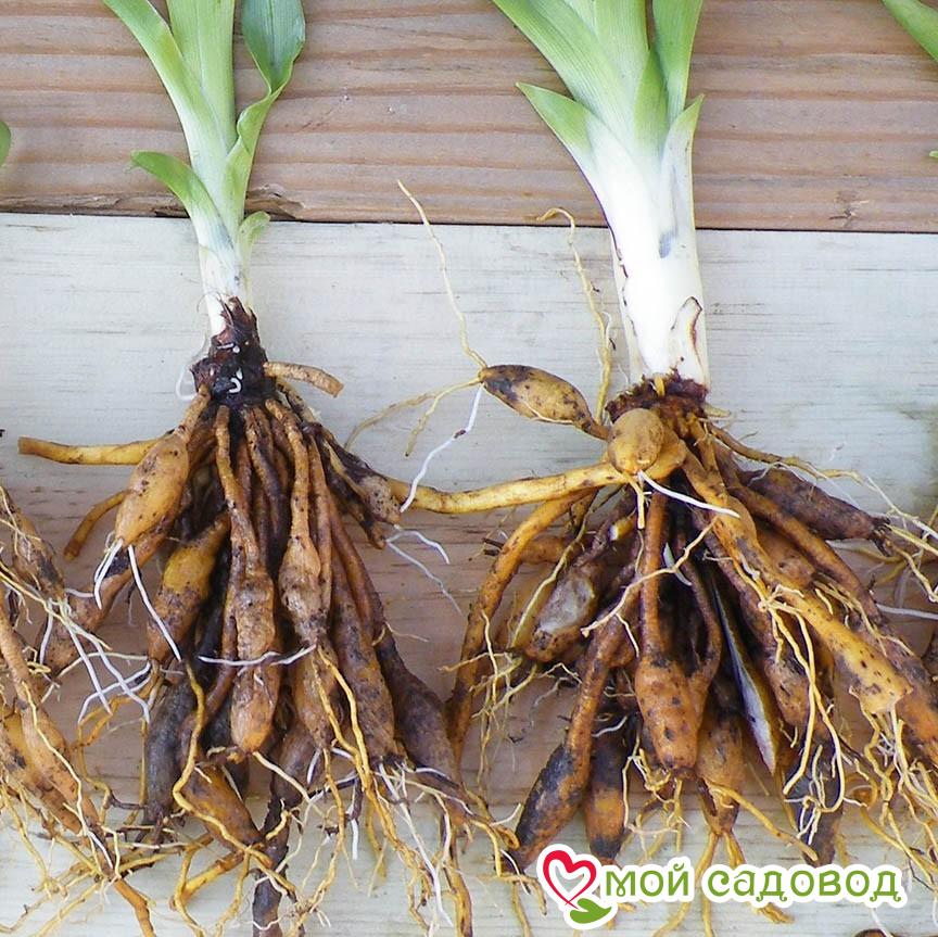 Лилейник Роял Кинз