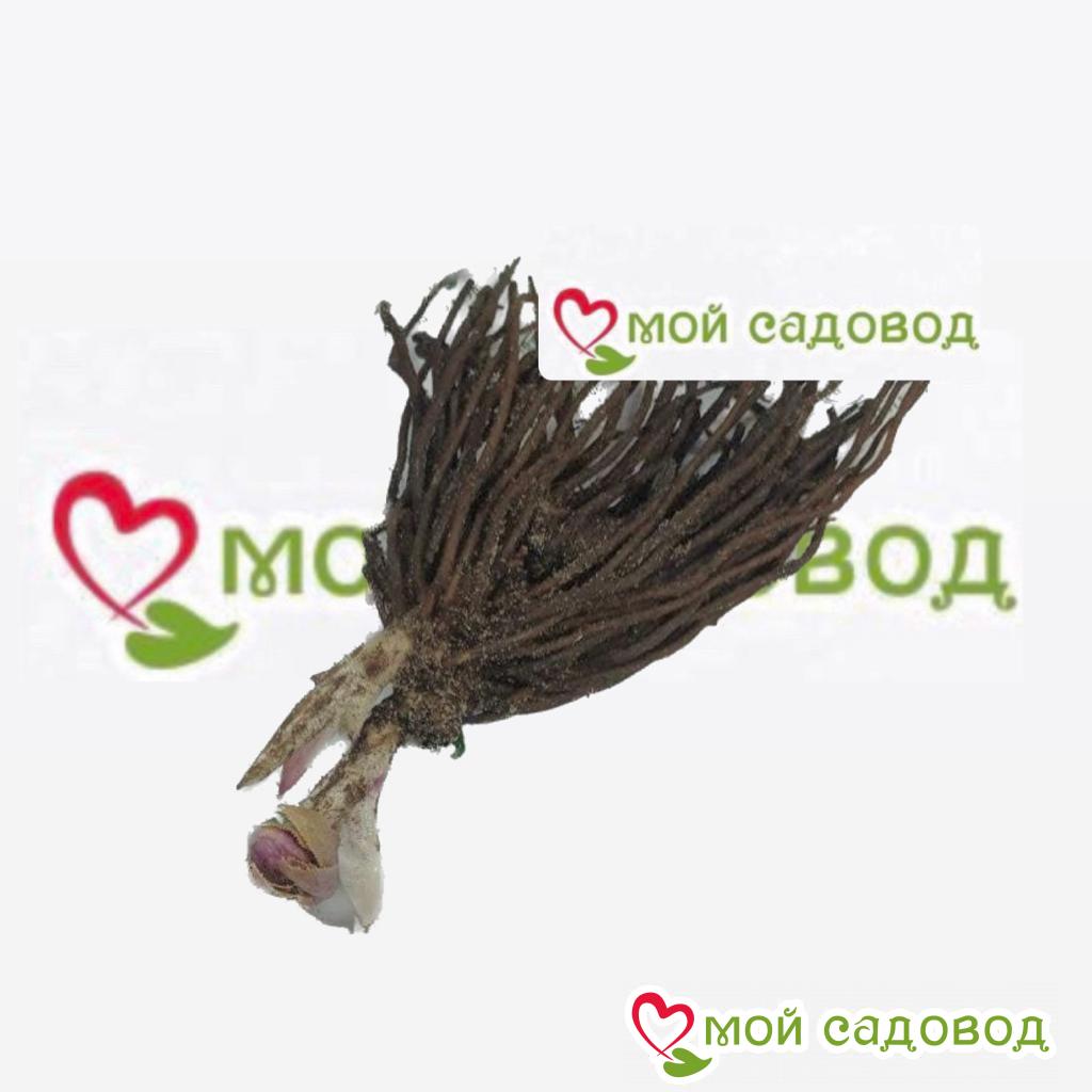 Хоста Эйрли Спарк